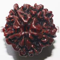 5 mukhi 2494 22mm